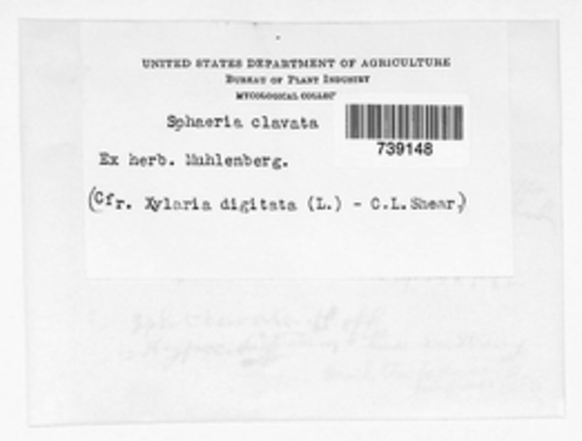 Sphaeria clavata image